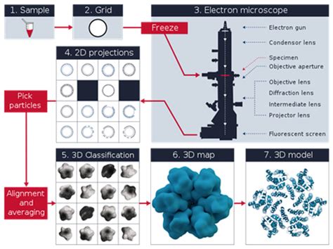scanning electron microscope limitations|Electron Microscopy Techniques, Strengths, .